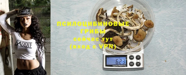 прущие грибы Надым